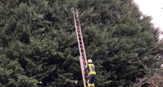 Einsatz Katze auf Baum