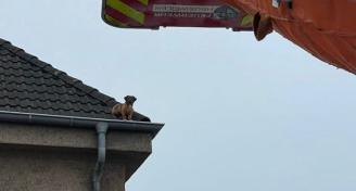 Hund auf Dach